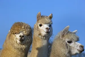 Alpaca Herd on Norfolk Farm, winter