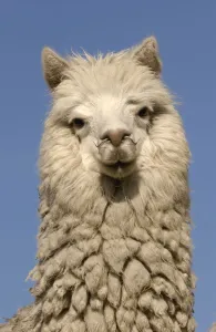Images Dated 14th January 2003: Alpaca {Lama pacos} Andes. Ecuador