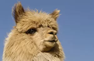 Livestock Collection: Alpaca {Lama pacos} head portrait, Andes. Ecuador