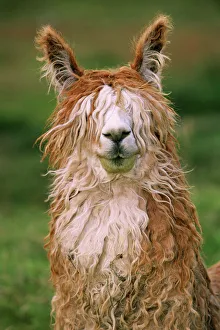 Portraits Collection: Alpaca portrait {Lama pacos} Altiplano, Bolivia