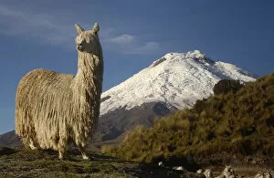 Livestock Collection: Alpaca Suri, a long haired variety of alpaca {Lama pacos} Cotopaxi volcano, Andes