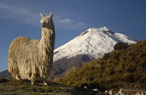 Alpaca Suri, a long haired variety of alpaca {Lama pacos} Cotopaxi volcano, Andes