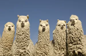 Images Dated 14th January 2003: Alpacas {Lama pacos} Andes. Ecuador