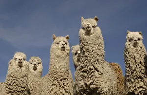 Images Dated 14th January 2003: Alpacas {Lama pacos} Andes. Ecuador