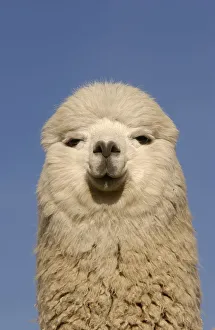 Camelid Prints: Alpacas {Lama pacos} with ears laid back flat, Andes. Ecuador