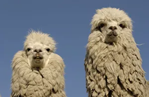 Two Alpacas {Lama pacos} head portraits, Andes. Ecuador