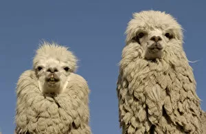 Images Dated 14th January 2003: Two Alpacas {Lama pacos} head portraits, Andes. Ecuador