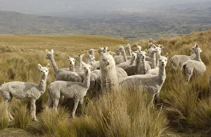 Livestock Collection: Alpacas {Lama pacos} on the Paramo after shearing, Casa Condor, San Pablo Community