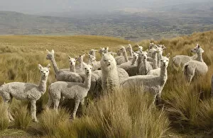 Alpacas {Lama pacos} on the Paramo after shearing, Casa Condor, San Pablo Community
