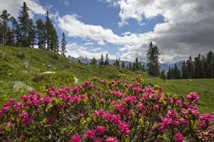 Rhododendron Prints: Alpenrose (Rhododendron ferrugineum) in mountain landscape, Nordtirol, Austrian Alps June