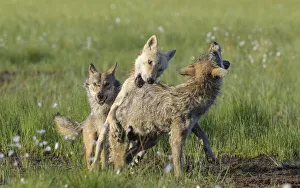 Three Prints: Alpha male Grey wolf (Canis lupus) biting angry young wolf to assert dominance