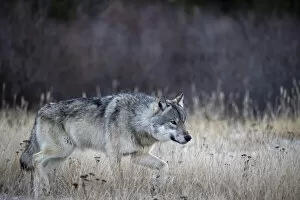 Alpha male Timber wolf (Canis lupus lycaon) hunting in snow, Hudson Bay, Manitoba, Canada