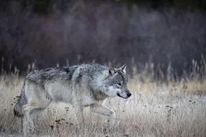Wolf Prints: Alpha male Timber wolf (Canis lupus lycaon) hunting in snow, Hudson Bay, Manitoba, Canada