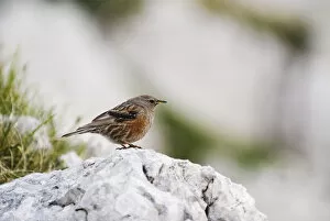 Images Dated 15th July 2009: Alpine accentor (Prunella collaris) perched on rock, Triglav National Park, Slovenia