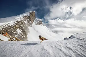 High Altitude Prints: Alpine accentor (Prunella collaris) perched on snow-covered mountain top