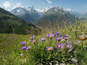 Images Dated 28th January 2022: Alpine aster (Aster alpinus) flowering in alpine meadow, Alps, Engadine, Switzerland. July