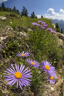 Alpine Aster (Aster alpinus), wide angle view to show dry meadow habitat. Nordtirol, Austrian Alps