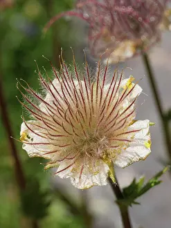 Alpine Prints: Alpine avens (Geum montanum) in flower, Col du Galibier, Hautes-Alpes, France. July