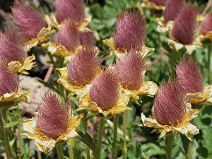 Alpine Prints: Alpine avens (Geum montanum) in flower, Col du Galibier, French Alps, France. July