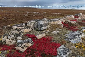 Autumn Gallery: Alpine bearberry (Arctous alpina) on tundra in autumn and boulderrs at Sydkapp (South Cape)