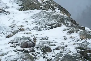 Italy Prints: Alpine chamois (Rupicapra rupicapra) resting on snow-covered mountainside during light snowfall