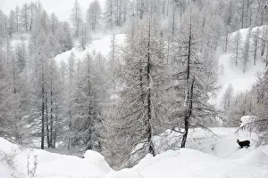 Rupicapra Prints: Alpine chamois (Rupicapra rupicapra rupicapra) in winter landscape with snow covered trees