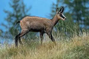 Bovidae Prints: Alpine chamois (Rupicapra rupicapra) standing on mountainside