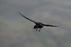 Images Dated 20th July 2008: Alpine chough (Pyrrhocorax graculus) in flight with feet stretched out, Hohe Tauern National Park