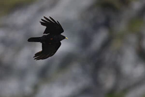 Images Dated 20th July 2008: Alpine chough (Pyrrhocorax graculus) in flight, Hohe Tauern National Park, Austria