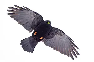 White Background Prints: Alpine chough (Pyrrhocorax graculus) in flight, Alps, Switzerland. January