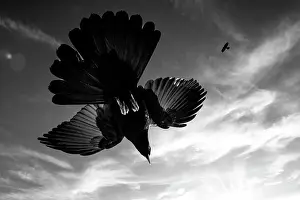 Songbird Prints: Alpine chough (Pyrrhocorax graculus) in flight, Alps, Switzerland. January