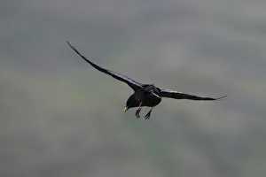 Alpine chough (Pyrrhocorax graculus) in flight with feet stretched out, Hohe Tauern National Park