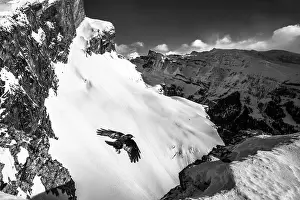 Songbird Prints: Alpine chough (Pyrrhocorax graculus) in flight high over snow-covered mountains
