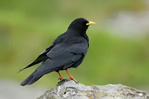 Corvidae Prints: Alpine chough (Pyrrhocorax graculus) portrait, Pyrenees, Spain. January