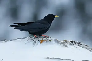 Corvidae Prints: Alpine chough (Pyrrhocorax graculus) portrait, Pyrenees, Spain. January