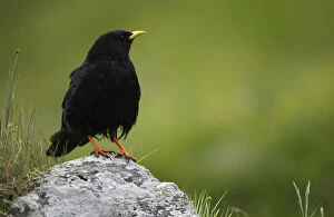 Images Dated 20th July 2008: Alpine chough (Pyrrhocorax graculus) on a rock, Hohe Tauern National Park, Austria