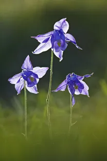 Images Dated 2nd July 2008: Alpine columbine (Aquilegia alpina) Mont Ventoux, Provence, France, July