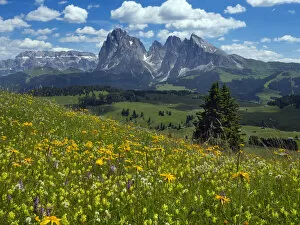 2020 May Highlights Collection: Alpine flower meadow landscape - Seiser Alm with mountains of Langkofel Group in the