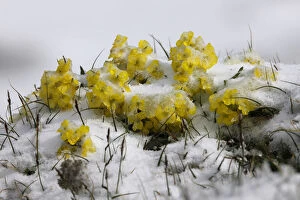 Images Dated 15th July 2008: Alpine flowers (Draba sp)? in the snow, Hohe Tauern National Park, Austria, July 2008