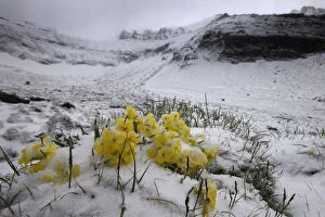 Images Dated 15th July 2008: Alpine flowers (Draba sp) in the snow, Hohe Tauern National Park, Austria, July 2008
