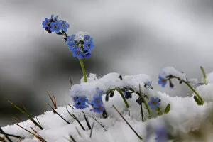 Images Dated 15th July 2008: Alpine forget-me-not (Myosotis sp) flowers in the snow, Hohe Tauern National Park