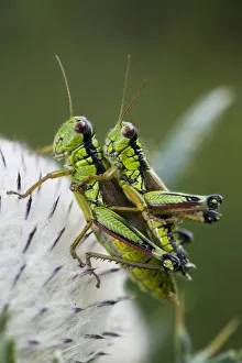 Images Dated 18th August 2009: Alpine grasshopper (Miramella alpina) pair mating on a thistle, Triglav National Park