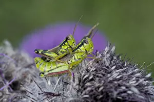 Images Dated 18th August 2009: Alpine grasshopper (Miramella alpina) pair mating on a thistle, Triglav National Park