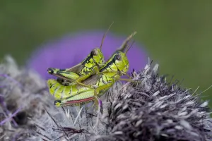 Images Dated 18th August 2009: Alpine grasshopper (Miramella alpina) pair mating on a thistle, Triglav National Park