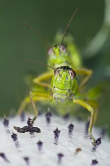 Images Dated 18th August 2009: Alpine grasshopper (Miramella alpina) pair mating on a thistle, Triglav National Park