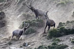 Steep Collection: Alpine ibex (Capra ibex) adult male chasing two young males away, Gran Paradiso National Park