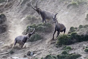 Alpine ibex (Capra ibex) adult male chasing two young males away, Gran Paradiso National Park