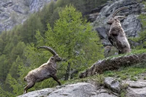 Alpine ibex (Capra ibex) adult males fighting in alpine landscape, Valsavarenche