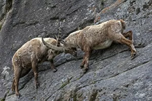 Steep Collection: Alpine ibex (Capra ibex) adult males fighting on a steep mountain side, Valsavarenche