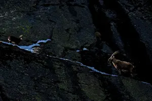 Italy Prints: Alpine ibex (Capra ibex) and Alpine chamois (Rupicapra rupicapra) face to face on a steep mountain slope at dusk